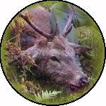 Hjort-01.JPG 100x100 __Kb